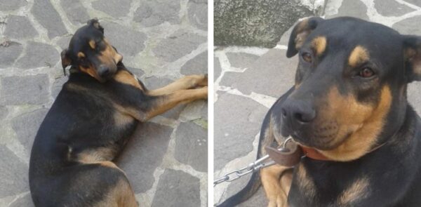 zeus cane scomparso